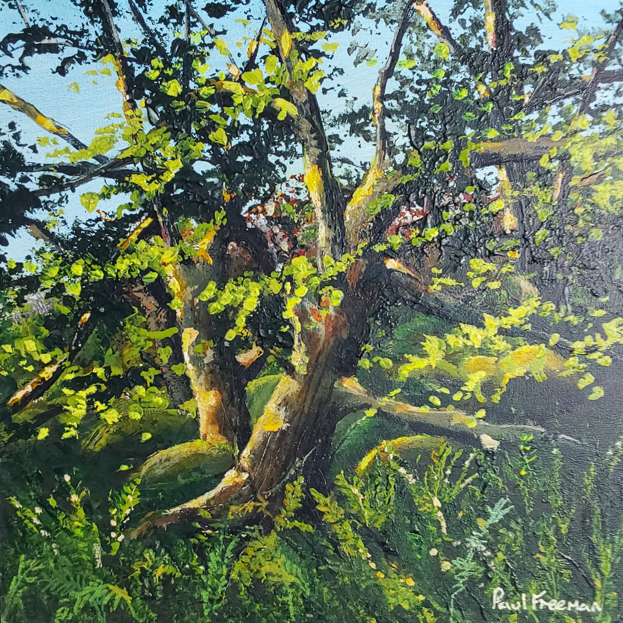 rock edge oak Original Landscape Art
